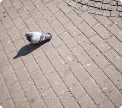 about_sec2_fleximage1